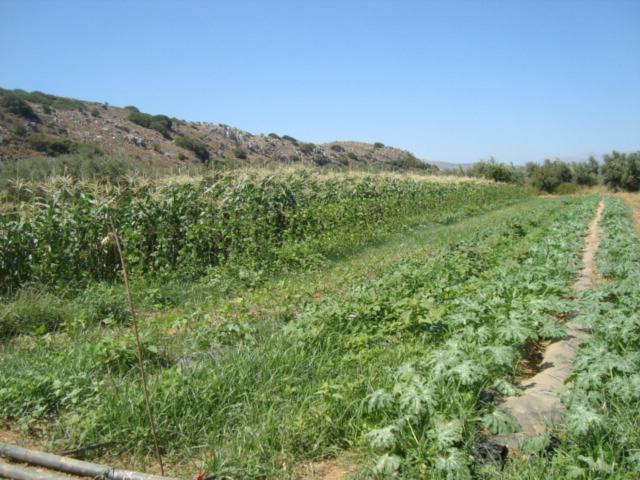 ApostoliAgrotourism Traditional House公寓 外观 照片